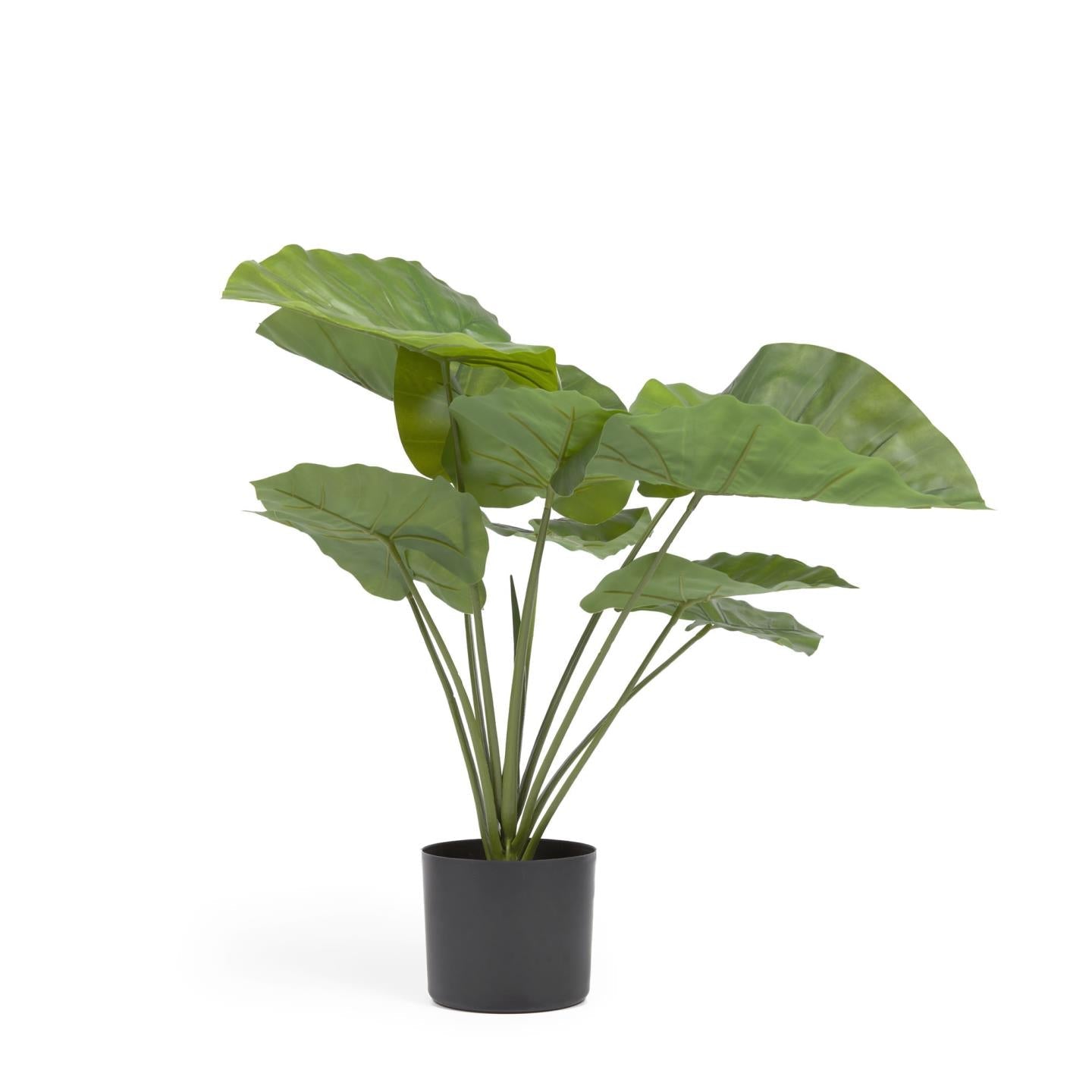 Kave Home Alocasia Odora Kunstpflanze mit Topf schwarz 57 cm Schwarz- #AA7334